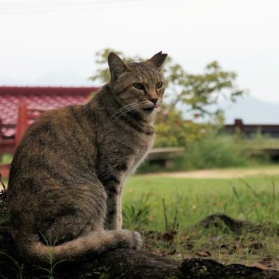 marumiyaさんのプロフィール画像