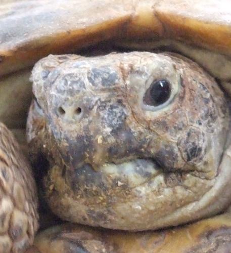 fakewarrenellis's profile picture. Imitation may the sincerest expression of flattery, but parody is the only acceptable expression of homoerotic attraction.