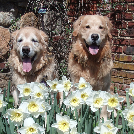 magicgolddogs's profile picture. 