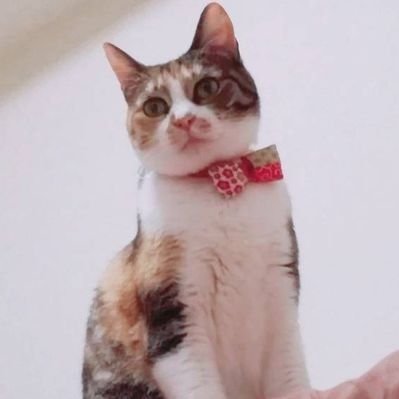 推定2015年生まれの三毛猫うにさんを愛でる飼い主のアカウント。
うにさんは2ヶ月間の失踪を経て、外猫から完全家猫になりました。
全国の迷子ちゃんが早くお家に帰れるように、1日1回念を飛ばしています。
#一日一念
F/R/Bはご自由にどうぞ〜(*´ω`*)
