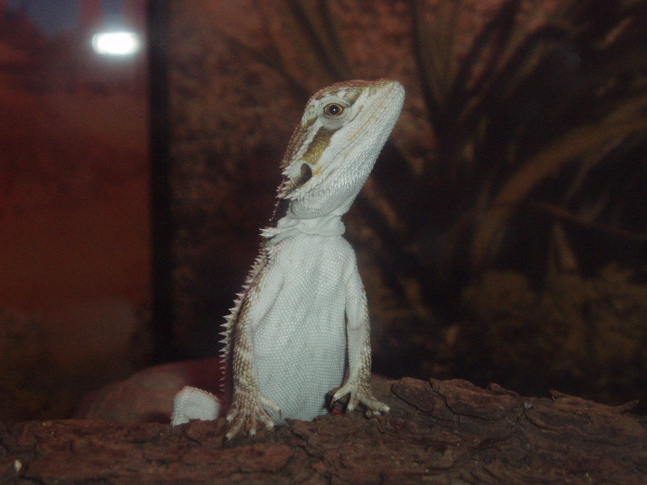 Im a bearded dragon. Im stroppy