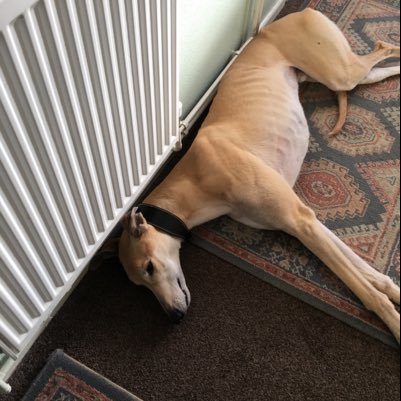 christinekinlo6's profile picture. Lovely lady loves her dogs, music and reading.