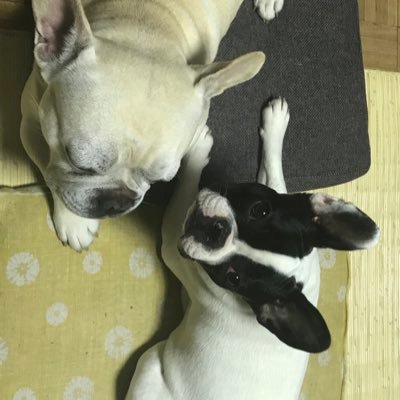 栄養士❗️管理栄養士目指して勉強中😊趣味は、草木染め&機織りです‼️お酒も好き🍷