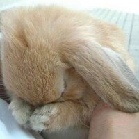 Bunny James(@bunnikins1208) 's Twitter Profile Photo