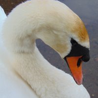 @The Friends of Queslett Nature Reserve (@friendsqueslett) 's Twitter Profile Photo @The Friends of Queslett Nature Reserve (@friendsqueslett) 's Twitter Profile Photo