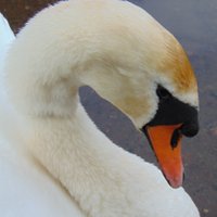 @The Friends of Queslett Nature Reserve(@FriendsQueslett) 's Twitter Profile Photo