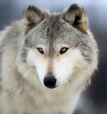wolfthefred's profile picture. introvert writter/gamer