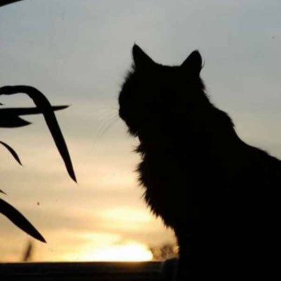 horsleyli's profile picture. developer