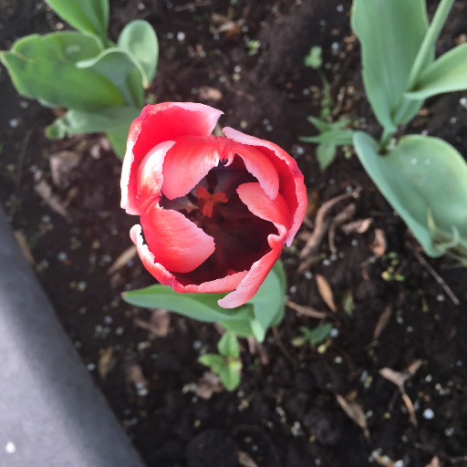 RoyaleKir's profile picture. I like cats. And my kidlet. And Old Dutch Ripple chips with Philadelphia Dill Pickle dip.