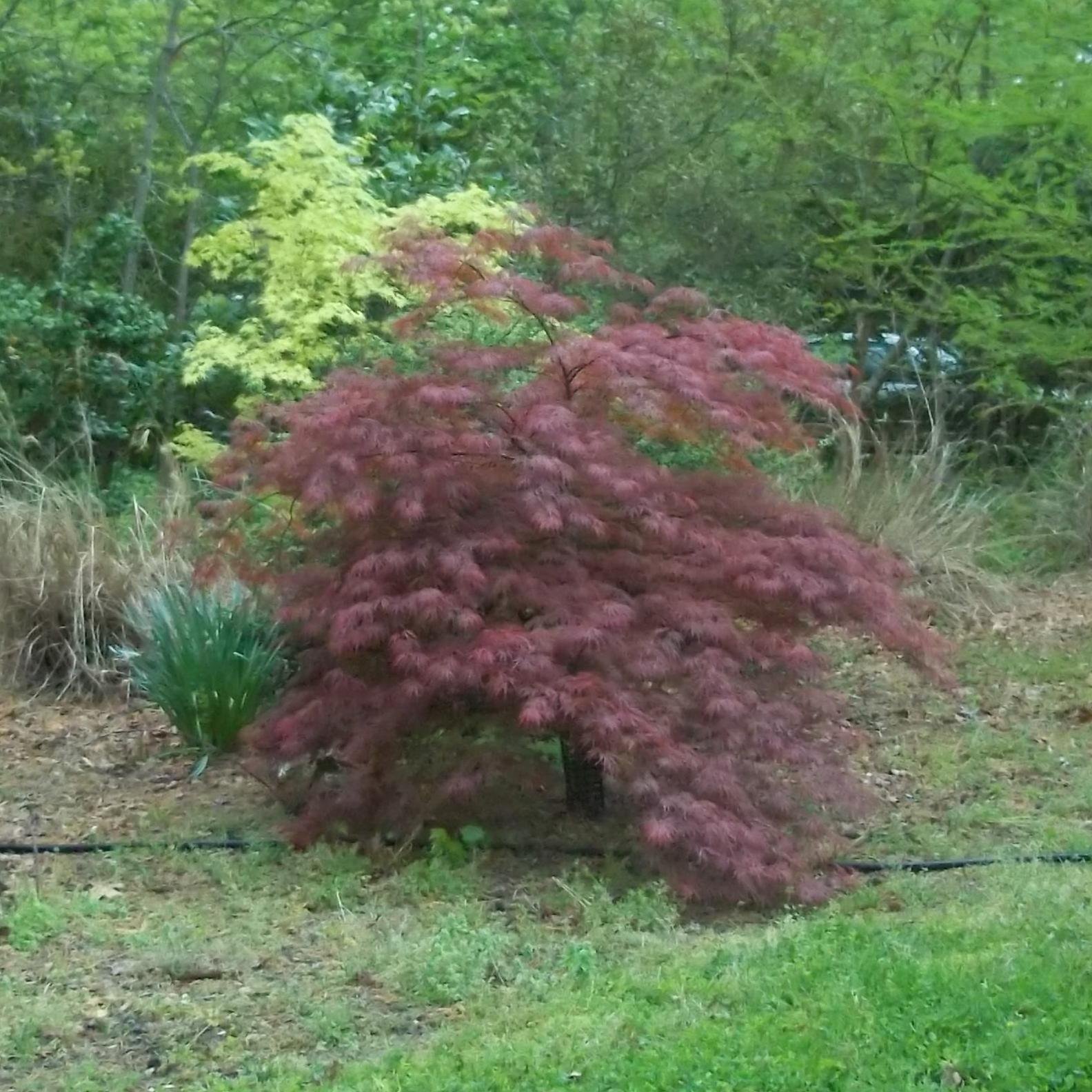 I want to be a plant wrangler for Peter Jackson. As that isn't happening, I would love to be a poet en absentia, living in NZ, praising my new home.