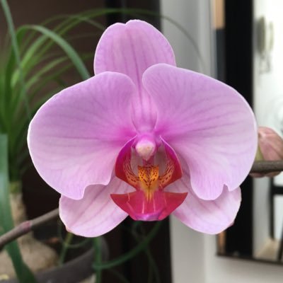 silgingo9's profile picture. Un, dos, tres por mi y por todos mis amigos!!