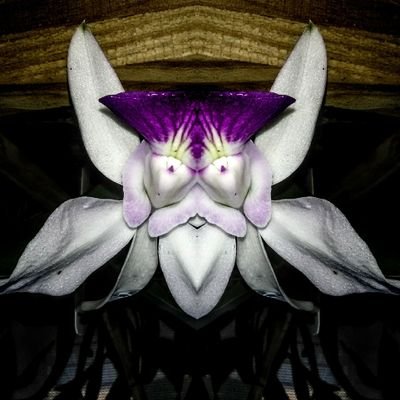 Orchidinsanity Profile Picture