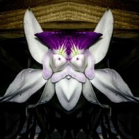 orchidinsanity(@Orchidinsanity) 's Twitter Profile Photo