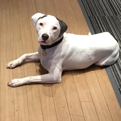 leeprestonwebb's profile picture. One of the Country's first bull breed x specialist drug, currency & firearms search dogs selected for ability, not looks.