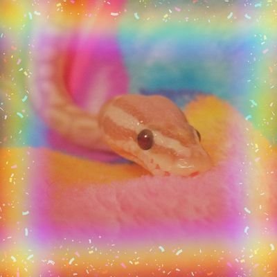 ButterballP's profile picture. Hi! This is blog for my snake adventures! 🥛cream is a pastel♀️🥛 🍪cookie is a normal♂️🍪 🍌Butterball is a banana pastel♂️🍌🍫Cinnabon is a clown♂️🍫