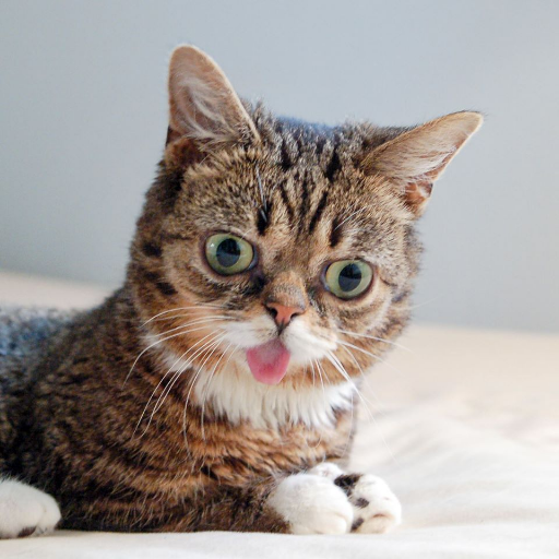 Over 40, love metal, books, RPGs, gaming, cats.   Borderline socialist. Confused Lil Bub is my guide he/him