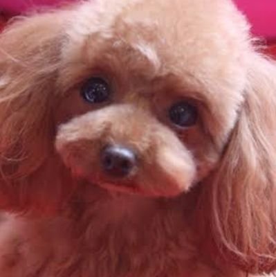 ゆにちョさんのプロフィール画像
