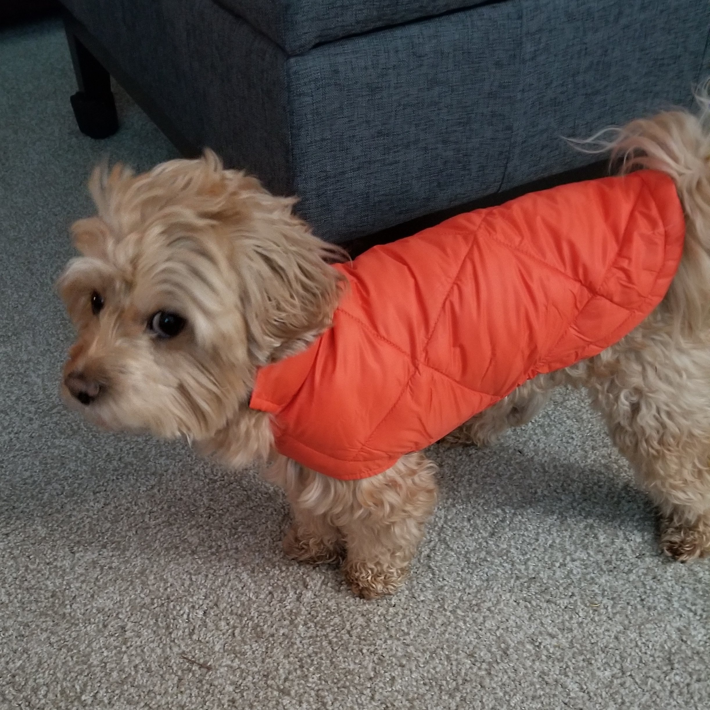 Jlfears1's profile picture. 