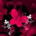 Lupus Today! (@lupustoday) Twitter profile photo Lupus Today! (@lupustoday) Twitter profile photo