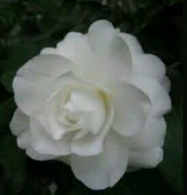 Camelliaonline Profile Picture