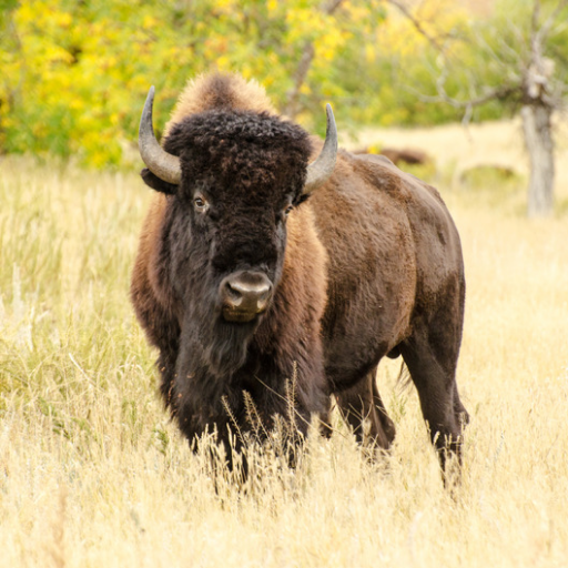 Because before there was cow there was bison! We roamed the plains of North America AND Russia yet I side 100% with @DevinCow - Devin Nunes’ cow rocks!