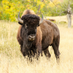 Devin Nunes’ buffalo (@devinbison) Twitter profile photo Devin Nunes’ buffalo (@devinbison) Twitter profile photo