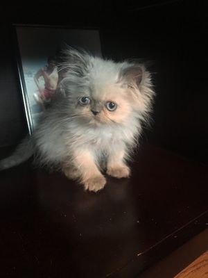 Wutevs1's profile picture. 