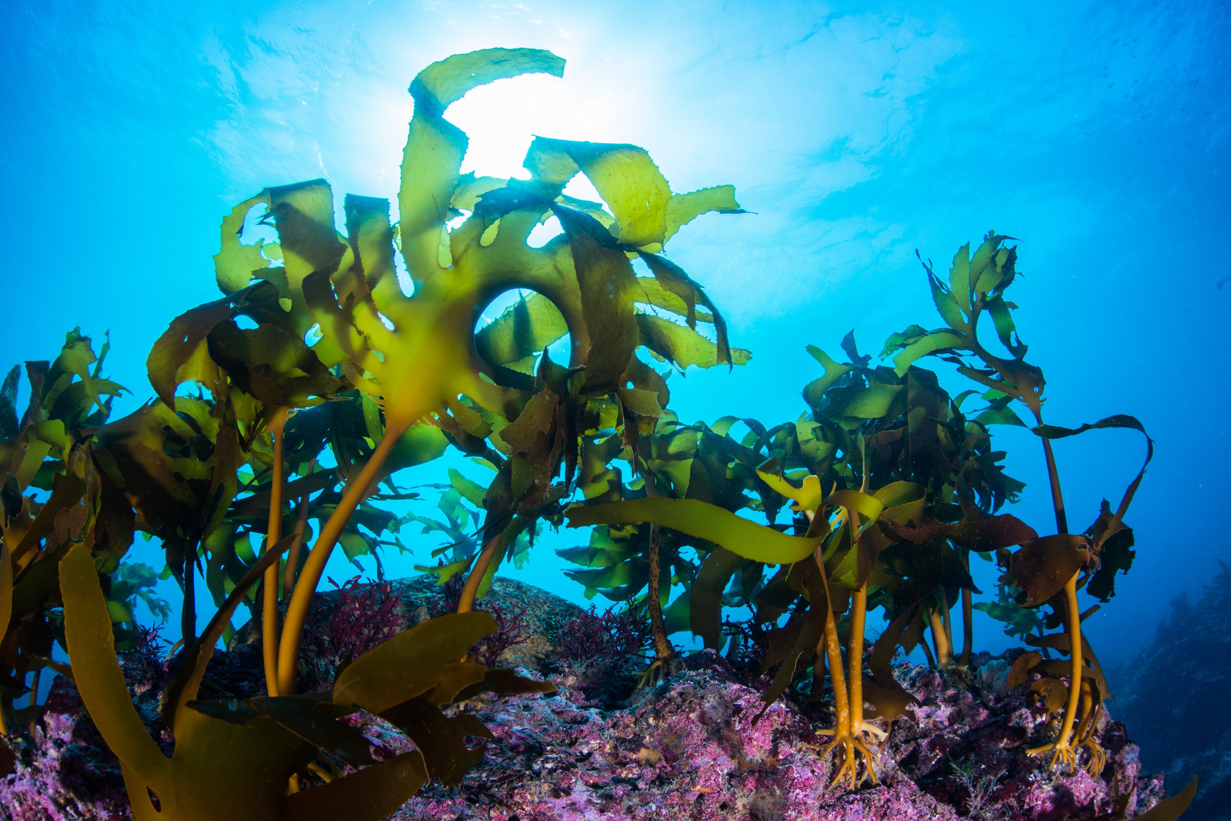 Kelp Restoration Network
