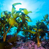 Kelp Restoration Network(@KelpNetwork) 's Twitter Profile Photo