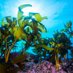 Kelp Restoration Network (@kelpnetwork) Twitter profile photo Kelp Restoration Network (@kelpnetwork) Twitter profile photo