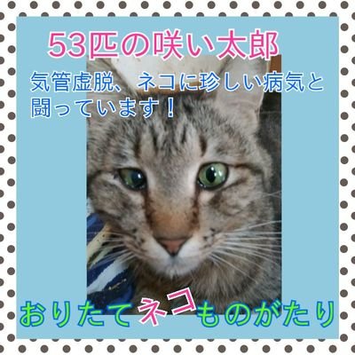 おりたてネコものがたり R4js7stegoueanq Twitter