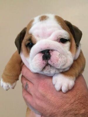 English bulldog looking for a pet loving home he is good with order pet and friendly, interested person,
text.. +14027658622
Whatsapp... +13232851756