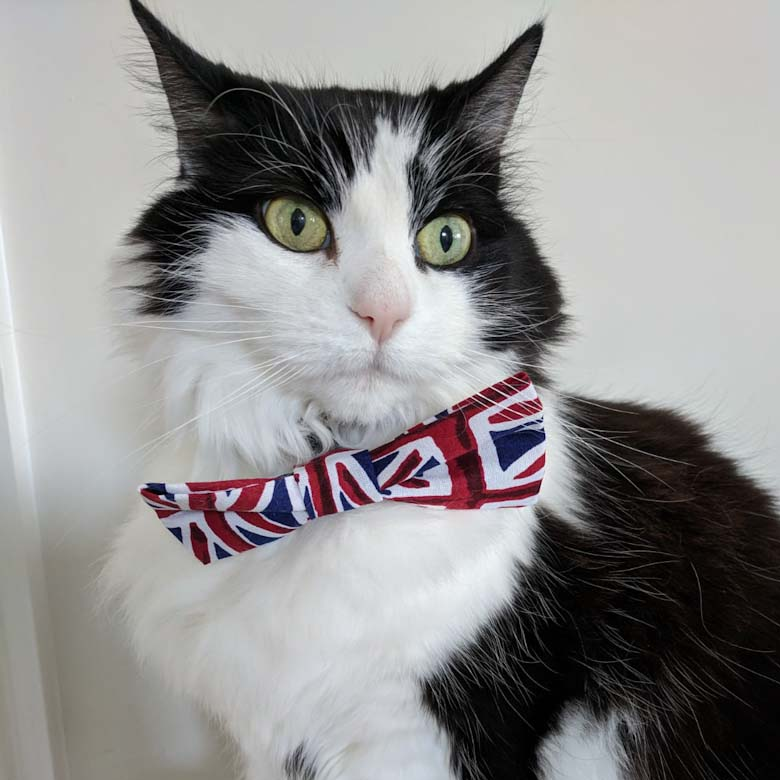 ReesMoggys's profile picture. Paw-ing you the purr-fect cup of de-mocha-racy at our Brexit-themed pop-up cat cafe 🐾