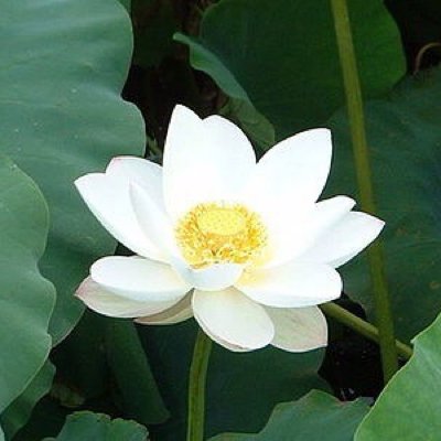 蓮さんのプロフィール画像
