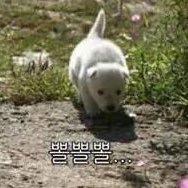 이뽈뽈さんのプロフィール画像