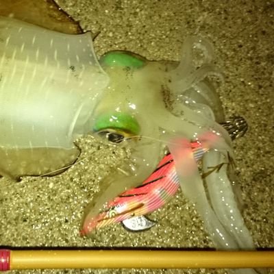 Kensuna23's profile picture. 