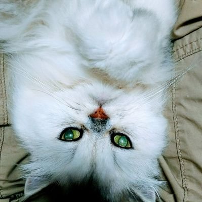 猫と暮らしながら短歌を詠んでいます。第一歌集を出してから5年、みなさんの声が直接届く、この場所に感謝し愛しています📚🕊
歌集に魂を傾けて空っぽになった胸に、ゆっくりと静かに言葉が満ちてきます。小鳥の囀りや囁きは、短歌によく似合います。私の青い鳥はいつもここに住んでいます🐦