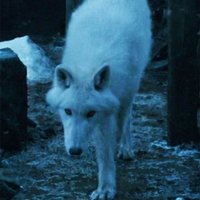 direwolf(@direwol54352270) 's Twitter Profile Photo