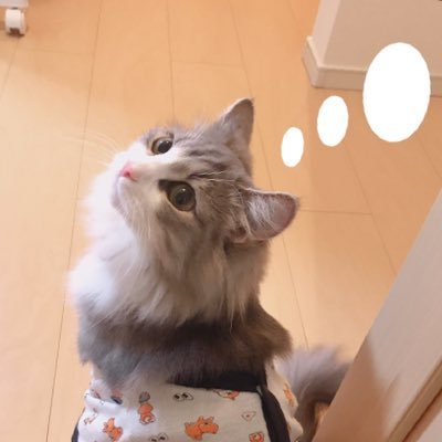 ノルウェージャンフォレストキャット 5歳の女の子🐈猫の猫による猫のためのアカウント🐱 レオパ🦎ハムスター🐹フェレットも一緒にいます🐾