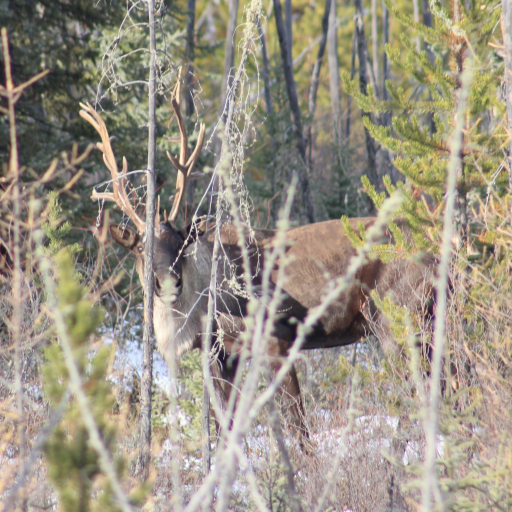 RICC is a group of energy and forestry companies supporting woodland caribou recovery in Alberta, Canada.