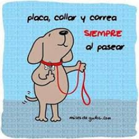 Mascotas perdidas -La Linea - Cádiz y alrededores (@petslalinea) 's Twitter Profile