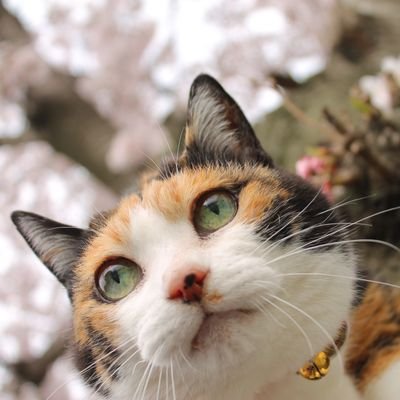 三毛猫ぷぅ パッカっと夏開き 三毛猫ぷぅ 三毛猫 みけねこ ねこ 猫 Cat Cats ねこ部 デブ猫 デブ猫部 でぶねこ かわいい 愛猫家 Ank48 長寿猫 夏開き T Co Tmfwyyx6vo