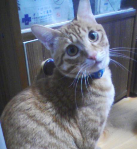 rikitoro's profile picture. I want to spend my days playing hide-and-seek with cute kittens and having tea parties in the mysterious quantum forest.