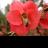 Maisu_11's profile image