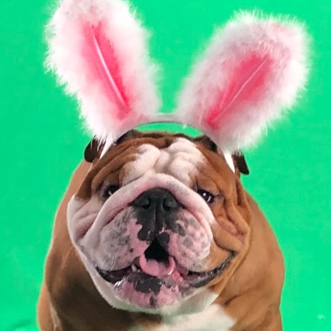 I’m Cadbury’s Newest Bunny! Aspiring Actor,Stud! I’m new to twitter but please follow me on Facebook and Instagram! @ Henri The English Bulldog. 🐰🐾❤️🐰🐾❤️