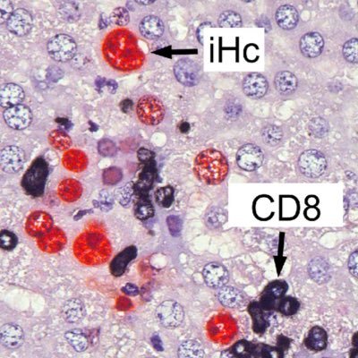 LemmermannLab Profile Picture