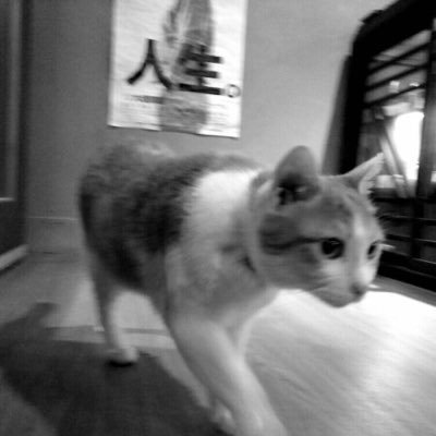 denise_qiqilee's profile picture. 