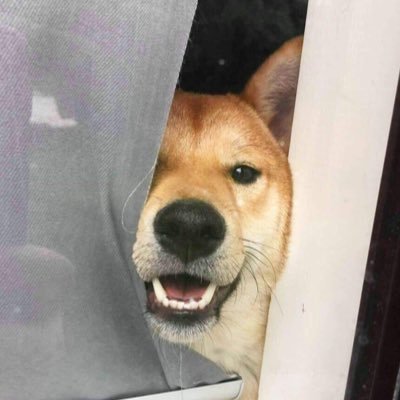 KevinTheShiba Profile Picture