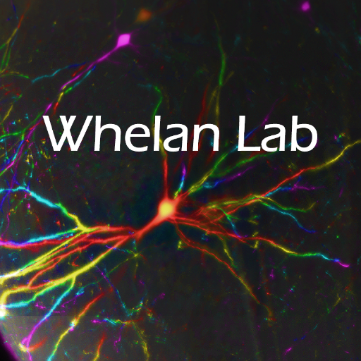 Research in Dr. Patrick Whelan's lab at the University of Calgary aims to understand the mechanisms that promote walking. #whelanlabyyc @whelanlab @ucalgary