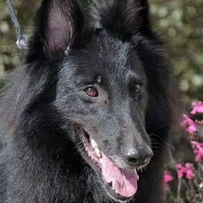 txpup's profile picture. It's not the government's job to protect me, from me.